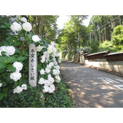 梅雨時期のお楽しみ 紫陽花 あじさい の名所26選 栃ナビ 梅雨時期のお楽しみ 紫陽花 あじさい の名所26選 栃ナビ