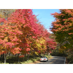 県道19号(日塩もみじライン)