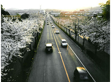 鹿沼 さつき大通りの桜並木
