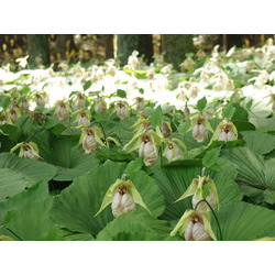 五丈の滝前植物園