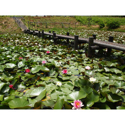 水辺を彩る儚花 蓮 ハス 睡蓮 スイレン の名所18選 栃ナビ 水辺を彩る儚花 蓮 ハス 睡蓮 スイレン の名所18選 栃ナビ