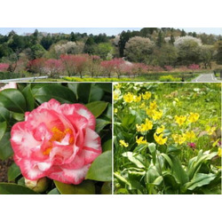 栃木植物園 大柿花山