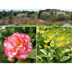 栃木植物園　大柿花山