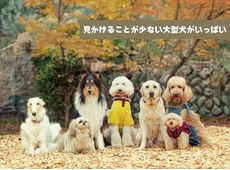 いぬかふぇ まいら