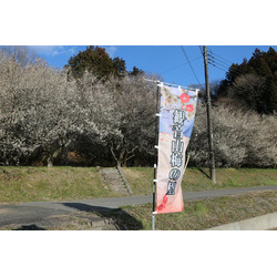 観音山 梅の里