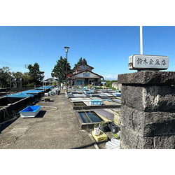 鈴木金魚錦鯉店