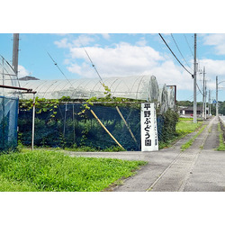 平野ぶどう園