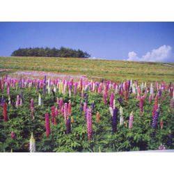 那須フラワーワールド