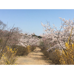 樹の花自然園 花の山