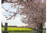小山市飯塚の思川桜の並木