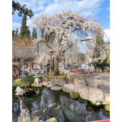 高野山真言宗 高福寺